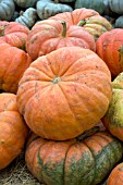 PUMPKIN CINDERELLA