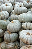 PUMPKIN JARRAHDALE