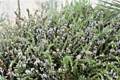 ROSMARINUS OFFICINALIS PROSTRATUS