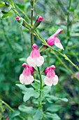 SALVIA DANCING DOLLS