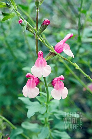 SALVIA_DANCING_DOLLS