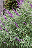 SALVIA LEUCANTHA MIDNIGHT