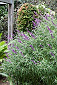 SALVIA LEUCANTHA MIDNIGHT