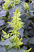 SALVIA MEXICANA LIMELIGHT