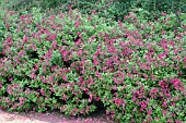 SALVIA MICROPHYLLA SAN CARLOS FESTIVAL