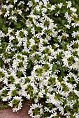 SCAEVOLA BOMBAY WHITE