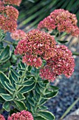 SEDUM LAJOS AUTUMN CHARM