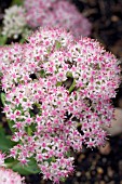 SEDUM SPECTABILE PINK SUNDAE