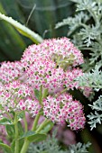 SEDUM SPECTABILE PINK SUNDAE