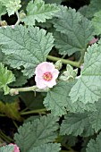 SPHAERALCEA SHELL PINK