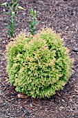 THUJA CONGABE FIRE CHIEF