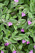 TRADESCANTIA SILLAMONTANA