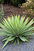 YUCCA GLORIOSA LONE STAR