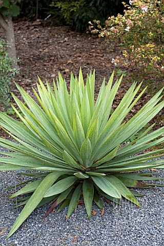 YUCCA_GLORIOSA_LONE_STAR