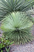 YUCCA LINEARIFOLIA