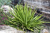 YUCCA RUPICOLA