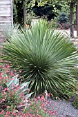 YUCCA THOMPSONIANA