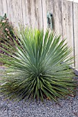 YUCCA THOMPSONIANA