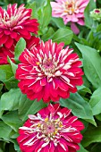 ZINNIA ELEGANS MAGELLAN CHERRY