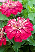 ZINNIA ELEGANS MAGELLAN CORAL