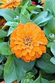 ZINNIA ELEGANS MAGELLAN ORANGE