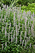 AGASTACHE BLUE FORTUNE