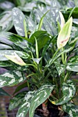 AGLAONEMA EMERALD BEAUTY MARIA