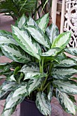 AGLAONEMA SILVER BAY