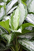 AGLAONEMA SILVER BAY