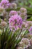 ALLIUM MILLENNIUM