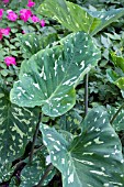 ALOCASIA HILO BEAUTY