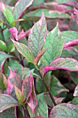 ALTERNANTHERA BRAZILIAN RED HOTS