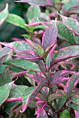 ALTERNANTHERA BRAZILIAN RED HOTS