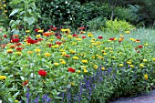 ANNUAL SALVIA ZINNIA MIXED BORDER