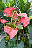 ANTHURIUM FLORIDA