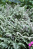 ATHYRIUM NIPONICUM PICTUM