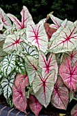 CALADIUM BICOLOR MIX