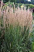 CALAMAGROSTIS ACUTIFLORA KARL FOERSTER