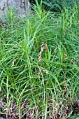 CAREX MUSKINGUMENSIS