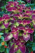 COLEUS DIPT IN WINE