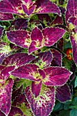 COLEUS DIPT IN WINE