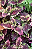 COLEUS FLORIDA SUN ROSE