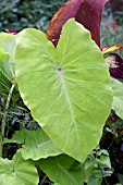 COLOCASIA ELENA