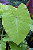 COLOCASIA ELENA