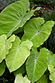 COLOCASIA ELENA