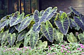 COLOCASIA ILLUSTRIS