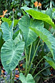 COLOCASIA LIME AIDE