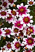 COREOPSIS ROSEA SWEET DREAMS