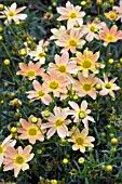 COREOPSIS SIENNA SUNSET