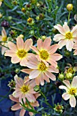 COREOPSIS SIENNA SUNSET